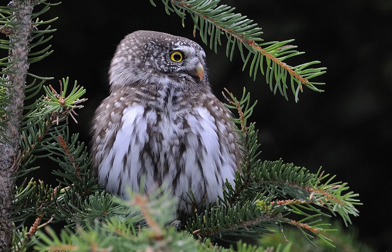 Civetta Nana - Glaucidium passerinum